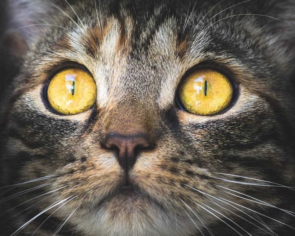 Astuces pour améliorer la qualité de vie de vos chats